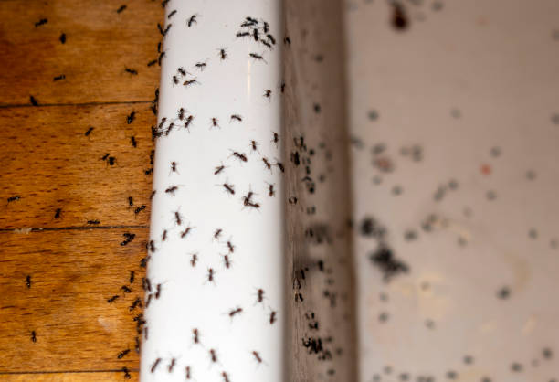 Best Affordable Pest Control Services  in Sharpes, FL