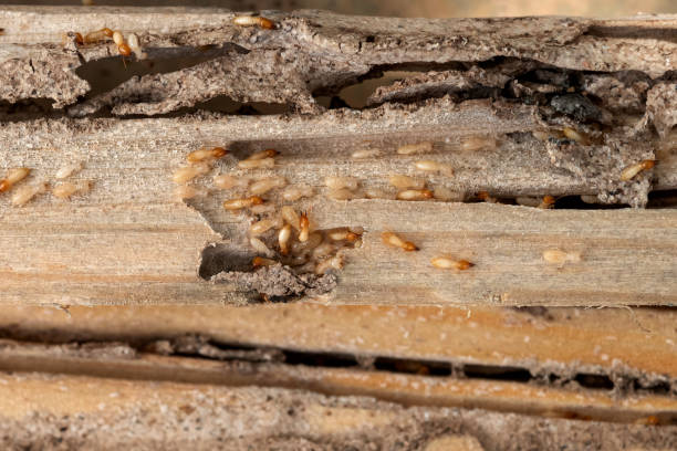 Best Emergency Pest Control  in Sharpes, FL