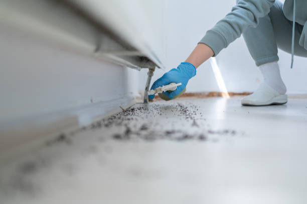 Best Termite Control Services  in Sharpes, FL